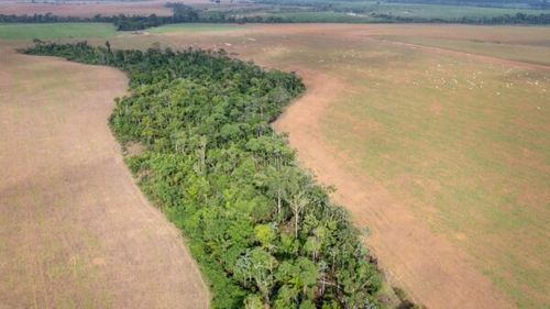 Pădurea amazoniană la un pas de colaps / Aceasta ar putea deveni savană în mai puțin de un secol
