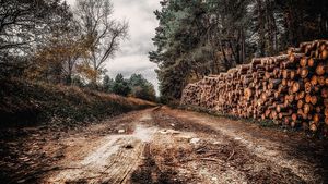 Inițiativa USR de înființare a ”DNA-ului pădurilor” a primit raport de adoptare în Comisia de mediu a Senatului