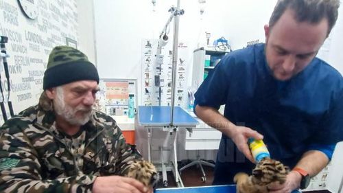 Doi pui de tigru siberian au venit pe lume în captivitate, în Suceava / ”I-am hrănit cu lapte praf de pisică, că până la urmă sunt niște feline”
