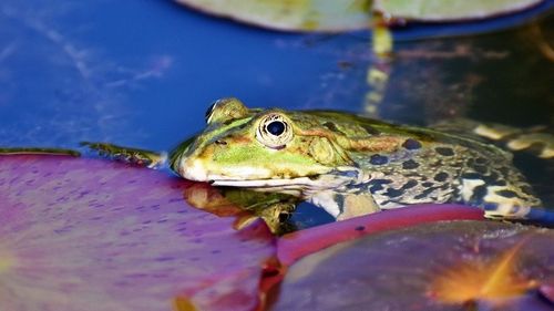 O broască gigantică din Chile, considerată ''fosilă vie'', ameninţată de schimbările climatice şi de intervenţia oamenilor