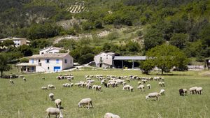 Acordul UE-Australia pune fermierii pe jar / Deși nu pe deplin justificate, sunt câteva temeri / Alina Crețu, președinte Forumul APPR: „Australienii sunt cei mai mari exportatori de carne de vită și carne de oaie”