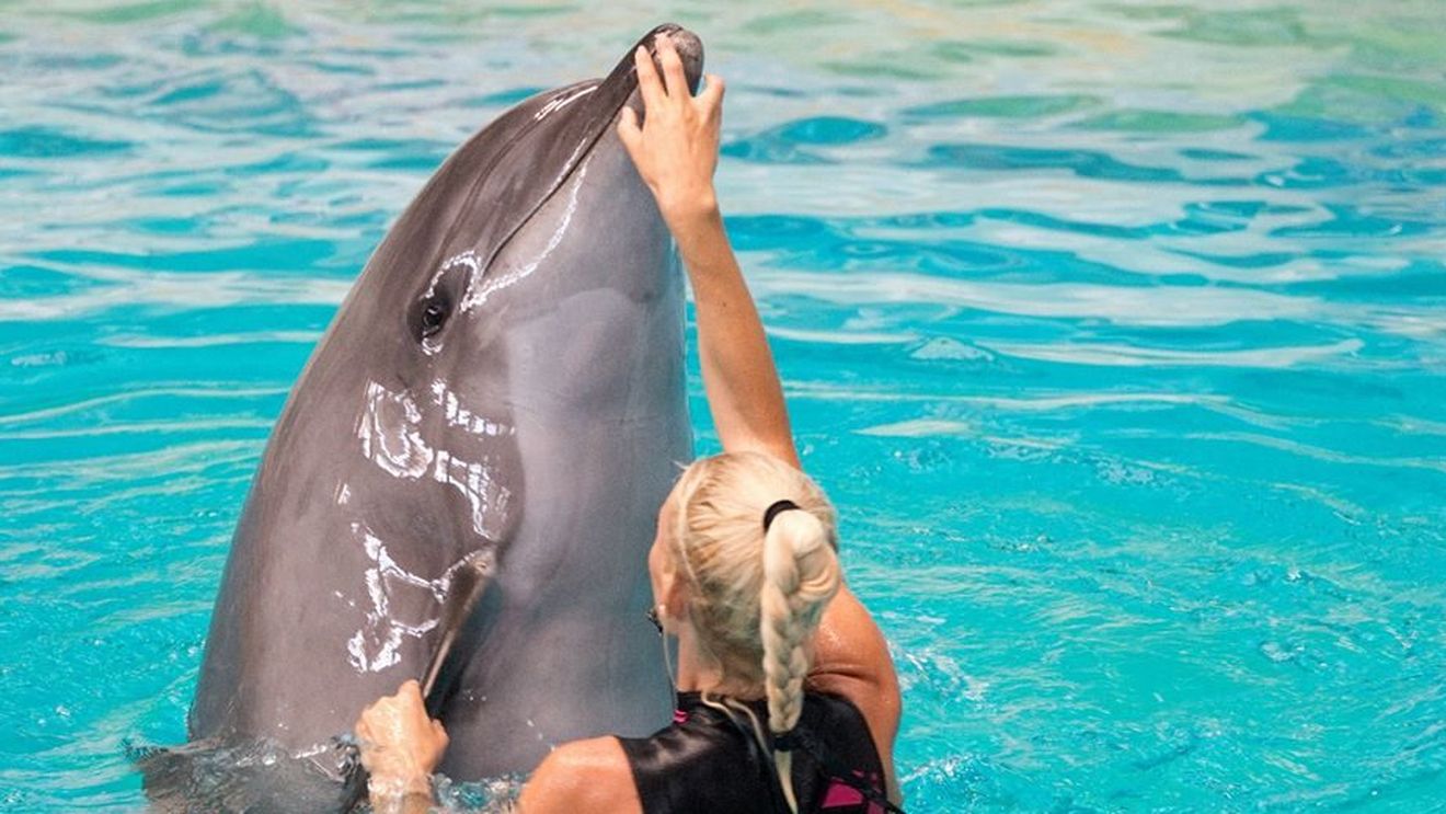 Delfini refugiați din Ucraina îi încântă pe copiii români din Constanța