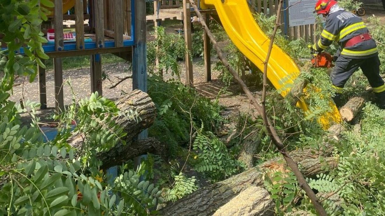 Un copac a căzut într-un parc din Suceava și a rănit ușor un copil de 10 ani