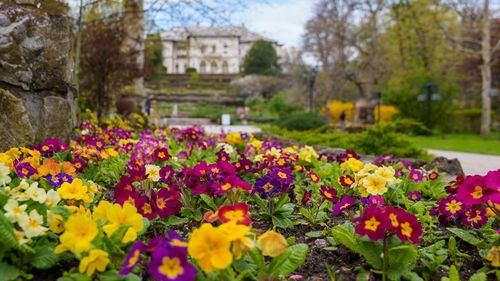 Bolojan: Duminica Floriilor marchează începutul Săptămânii Patimilor, un timp al reflecţiei şi al pregătirii pentru Înviere