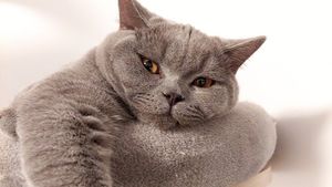 Știai că azi e Ziua Internațională a Pisicii? De ce sunt felinele reginele casei / Președinte de Asociație: Pentru că sunt distante, ne bucurăm de fiecare fărâmă de atenție pe care ne-o acordă