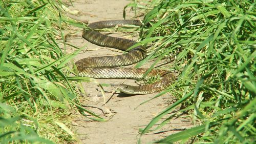 Craniile şerpilor tigru din Australia, una dintre cele mai veninoase specii din lume, pot creşte în timp pentru a se adapta la prăzi de mai mari dimensiuni (studiu)