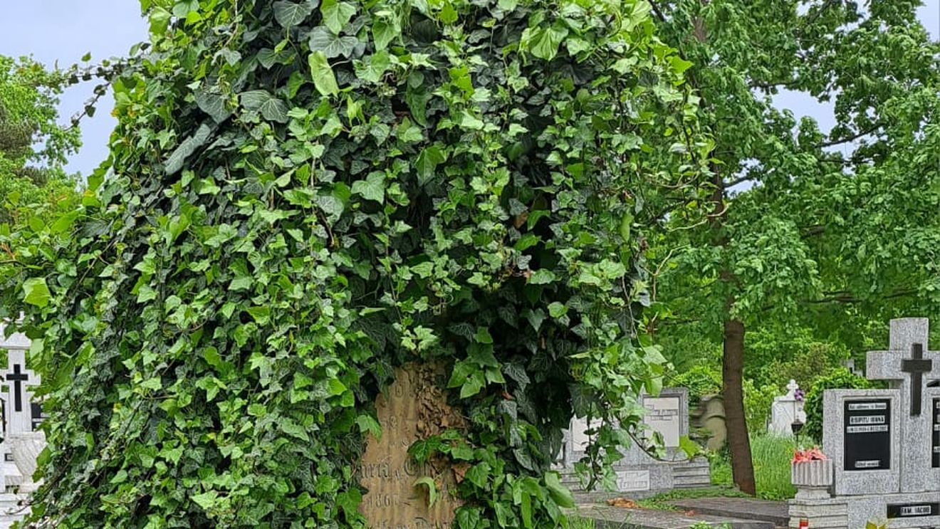 Absolvenți ai Colegiului ”Brukenthal” din Sibiu s-au strâns din Germania pentru a curăța zona istorică a cimitirului municipal / ”Mormintele spun poveștile oamenilor care au modelat orașul nostru”