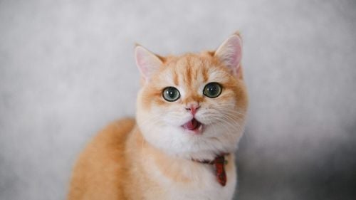 Pisicile ca antidot împotriva singurătății. Oamenii de știință din Antarctica vor o felină care să le țină companie pe cel mai izolat continent: Ar fi „cea mai iubită și răsfățată din lume”