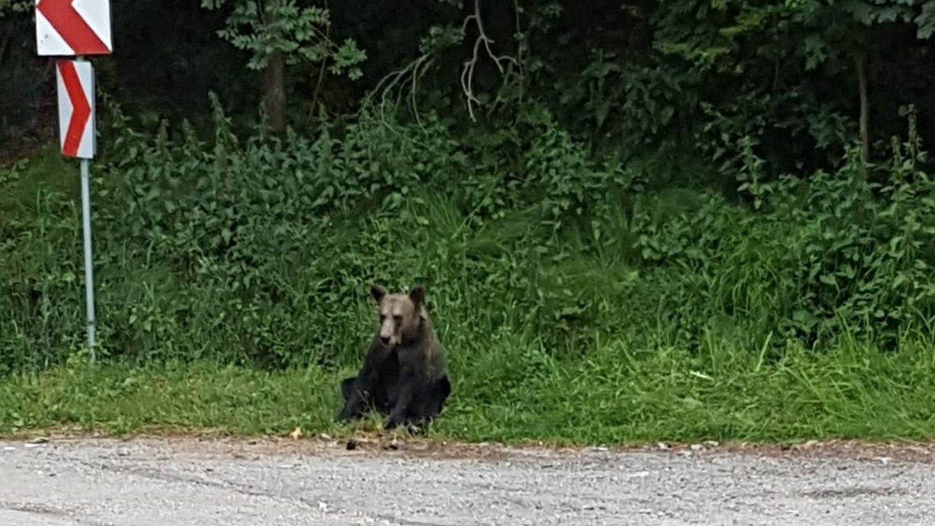 Ursul, inclus pentru o perioadă de cinci ani pe lista animalelor sălbatice care pot fi vânate în anumite condiții / Senatul a modificat legea vânătorii