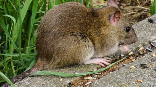 Parisul înființează un comitet pentru a studia "coabitarea" cu șobolanii