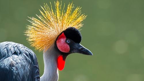 De ce cocorul cu creastă din Uganda este pe cale de dispariție