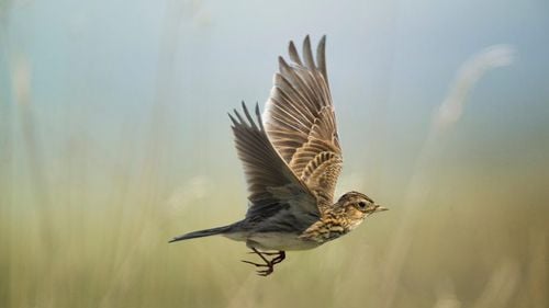 Mihai Goțiu: Justiția a suspendat ordinul care stabilea cotele de vânătoare pentru ciocârlii și alte păsări