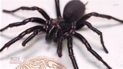A fost descoperit cel mai mare păianjen mascul veninos din lume/ Cum va contribui la salvarea de vieți "Hercule" ai cărui colți pot străpunge o unghie de om