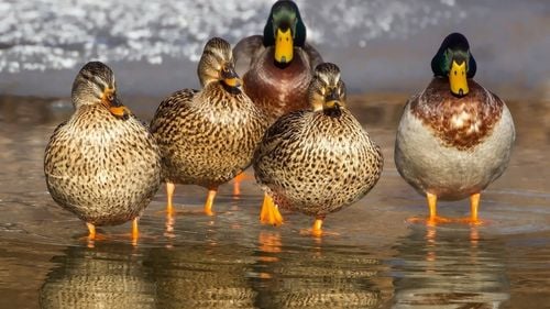 Vânătoarea la 25 de specii de păsări, suspendată de instanță pentru că Ministerul Mediului nu a explicat cum a stabilit cotele de păsări ce pot fi sacrificate