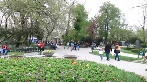 PNL a făcut lanț uman în jurul unui platan din Cișmigiu pentru a atrage atenția că Primăria Capitalei ar putea să taie copacii seculari în urma unei hotărâri a Consiliului General