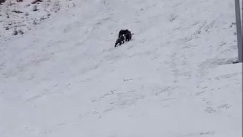 VIDEO Ursoaică cu pui pe o pârtie din Poiana Brașov / Recomandările jandarmilor montani