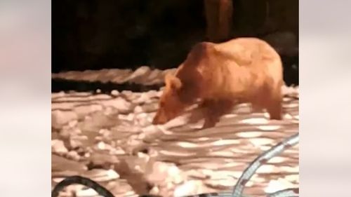 VIDEO Primăria Târgu Mureş anunţă capturarea a doi dintre cei trei urşi care coborau frecvent la Grădina Zoologică / Animalele au fost relocate / Recomandări pentru populaţie