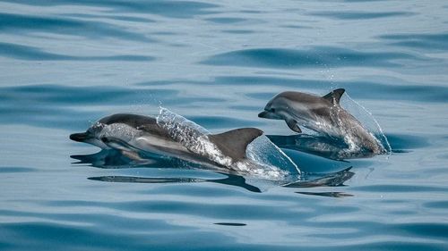 Sute de metri de plase de pescuit recuperate din Marea Neagră / Un sturion și un delfin, eliberați de polițiștii de frontieră