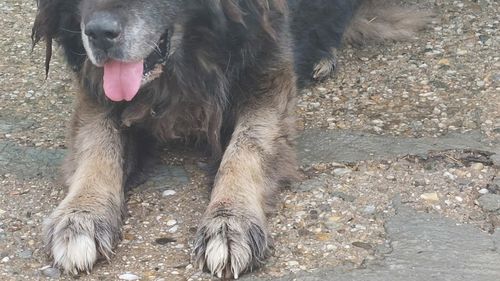 Intervenţie a ASPA pentru capturarea a doi câini de talie mare, ciobănesc caucazian, din apropierea Bulevardului Iuliu Maniu / A fost anunţată Poliţia  