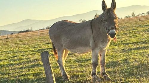 Pablito, un măgar din Mărginimea Sibiului, a ajuns material didactic la Facultatea de Medicină Veterinară din Iași / A fost adus de fiul unei familii de ciobani, student în anul III / ”Va duce o viață liniștită, mai ales că studenții îl îndrăgesc”