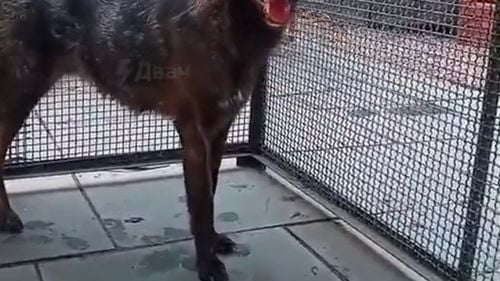 Un animal hibrid între un câine și o vulpe a fost găsit în sălbăticia braziliană