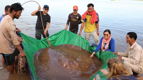 Pescari din Cambodgia au capturat pe Fluviul Mekong o pisică de mare gigantică, cu o lungime de patru metri şi o greutate de 180 de kilograme