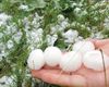 Ministrul Agriculturii anunță o nouă tehnologie pentru sistemul  antigrindină /  ”Avem deja o primă staţie unde alte metode decât cele cu rachete pot fi testate”