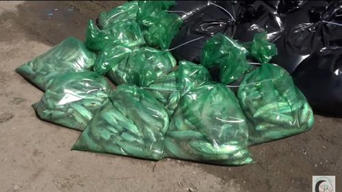 Dosar penal în urma poluării cu amoniac a pârâului Bicaz / Anchetatorii cercetează și o păstrăvărie din zonă care ar fi comercializat peşte mort din cauza poluării / Ce spune DSVSA Neamţ