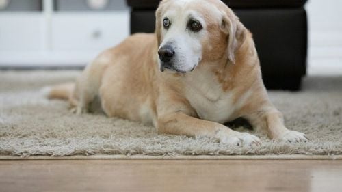 Demența la câini: O boală a minții care le schimbă viața. Iată cum o recunoști și cum îți ajuți câinele