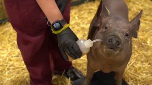 VIDEO Elon Musk a prezentat porcul cu cip implantat în creier: primul pas spre tratarea unor afecțiuni neuronale la oameni cu ajutorul inteligenței artificiale