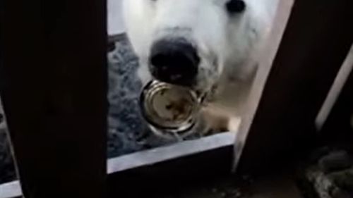 VIDEO Urs polar, salvat după ce și-a prins limba într-o cutie de conserve