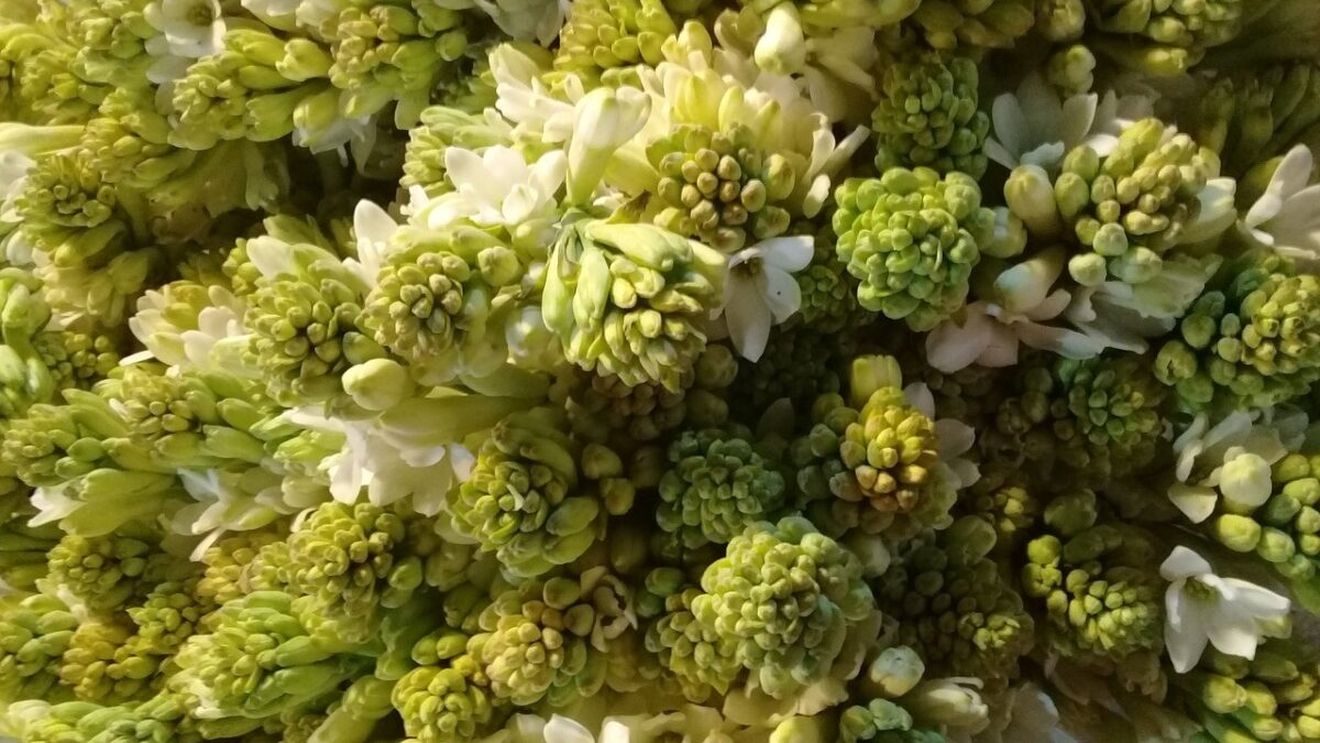 Turiştii sunt aşteptaţi la Gala Tuberozelor de la Hoghilag, în Sibiu, în acest weekend