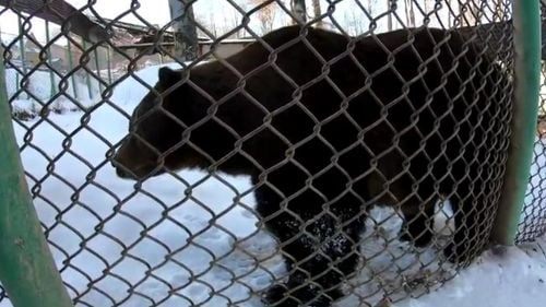 REPORTAJ Mascota Stațiunii Straja, ursul Baloo, a prevăzut iarna grea: Hibernează de patru săptămâni