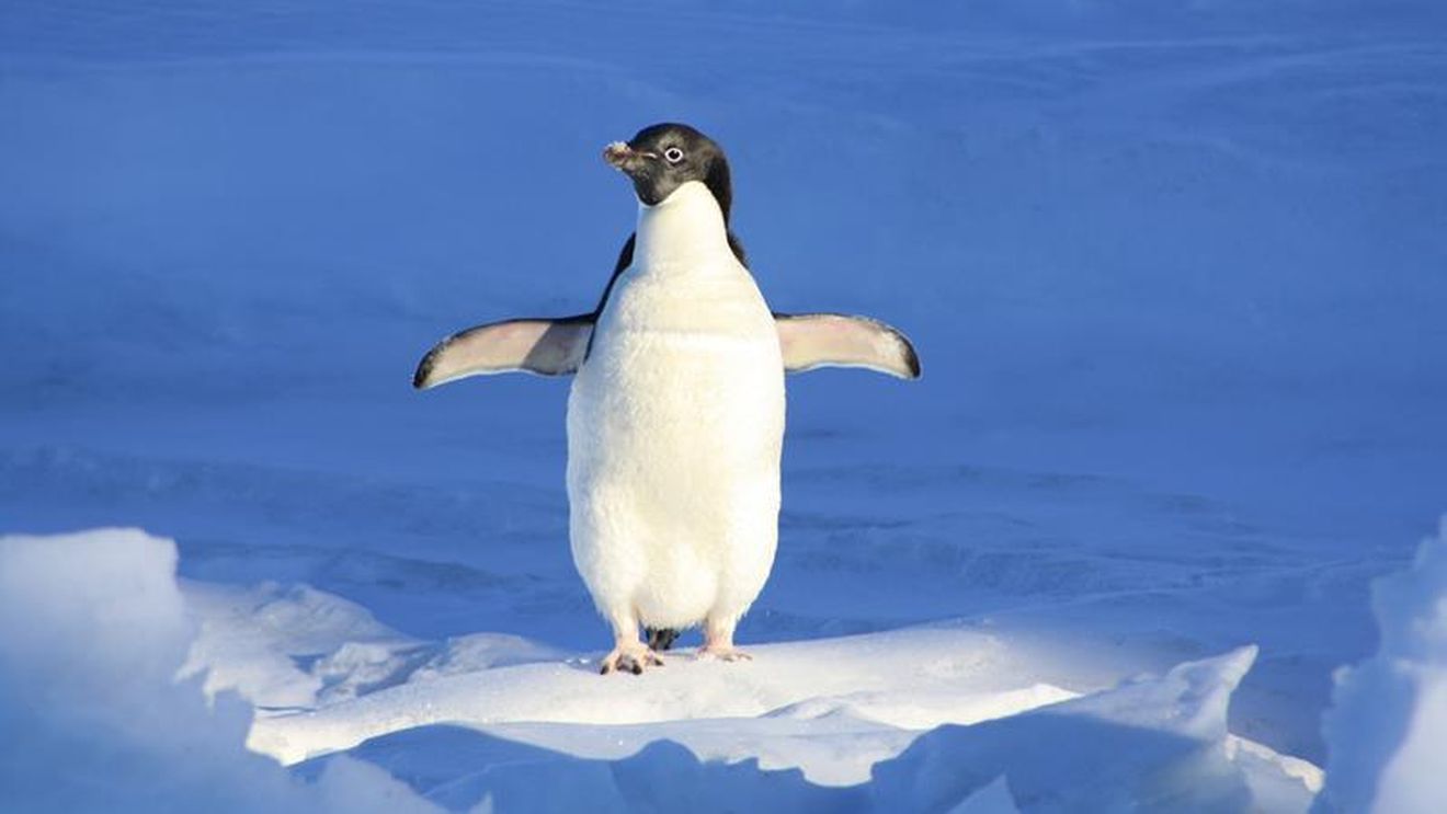 EXPEDIȚIE ONLINE: Pe urmele pinguinului Apolodor prin toată lumea, live pe Internet