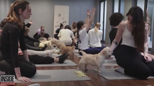 Italia interzice „puppy yoga” după ce au fost raportate presupuse rele tratamente