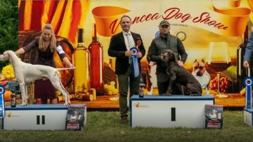Spectacol de eleganță canină în Moldova. Cei mai frumoși câini ai României au strălucit pe podiumul „Vrancea Dog Show” 2025 / Au participat peste 200 de câini de rasă din țară și străinătate