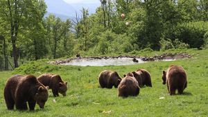 Barna Tanczos: OUG privind intervenţia în cazul atacurilor urşilor va fi adoptată în următoarea şedinţă de Guvern