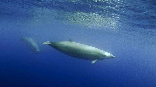 Un exemplar dintr-o specie de balenă extrem de puţin cunoscută a eşuat pe o plajă din Noua Zeelandă