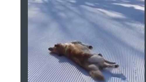VIDEO Pauza de relaxare: un câine care se rostogolește pe pârtia de schi a devenit viral
