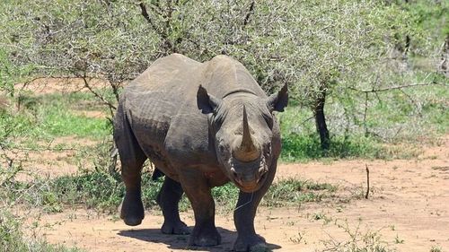 Exemplare rare de rinocer dintr-o rezervaţie din India au reuşit să evite braconierii pentru prima dată după 1977