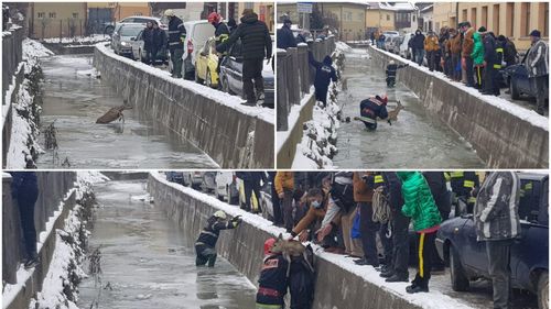 VIDEO Căprioară rămasă blocată într-un sloi de gheață, salvată de pompierii din Câmpeni