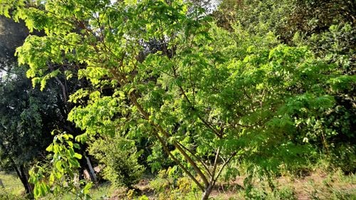 Personalităţi ale muzicii clasice avertizează în legătură cu interzicerea comercializării lemnului folosit la confecţionarea arcuşurilor / Este vorba de fernambuc (Paubrasilia echinata), o varietate de lemn din Brazilia