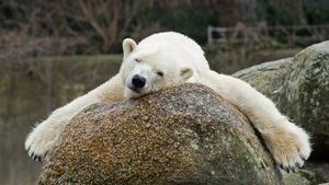 Un urs polar rar a apărut pe țărmurile Islandei. Poliția l-a împușcat pentru că a fost considerat o amenințare pentru populație