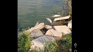 VIDEO | Pești morți în Lacul Corbu: Administratorul acuză compania de apă de poluare din cauza deversărilor / Apele Române a trimis un echipaj în control: ”Intuim o scădere a oxigenului din cauza caniculei”
