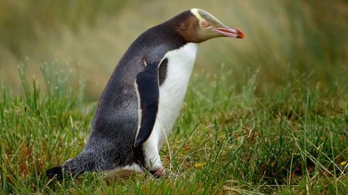 Cel mai rar pinguin din lume, desemnat din nou "Pasărea Anului" în Noua Zeelandă