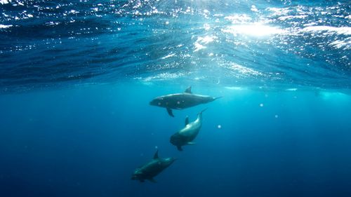 Doar 6-8 de exemplare de marsuin vaquita marina au fost observate în acest an în Golful Mexicului/ Vaquita marina este cea mai periclitată specie de mamifer marin din lume