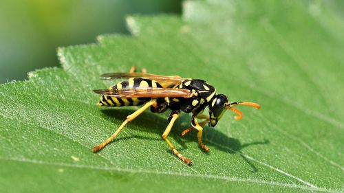 Avertisment al salvamontiștilor privind comportamentul insectelor din cauza caniculei / ”Își fac cuiburi chiar în pământ, nu trebuie să căutăm prin copaci” / ”Mușcăturile de insecte au devenit din ce în ce mai periculoase, mai ales de viespi sălbatice”