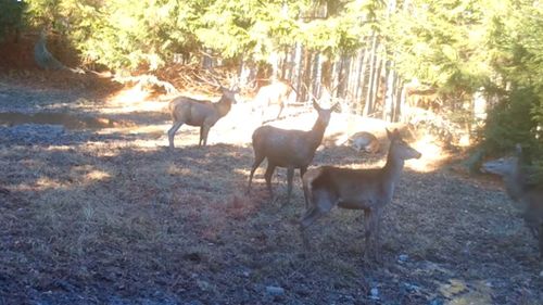 VIDEO Ciute cu mult chef de joacă surprinse în Parcul Natural Putna-Vrancea