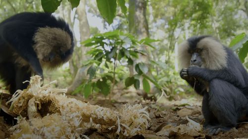 O maimuță dintr-o specie rară a fost furată de la grădina zoologică din Leipzig, Germania