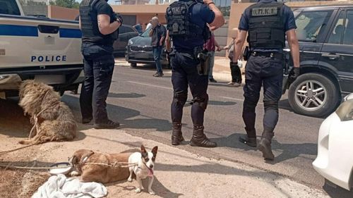 Șapte suporteri români de fotbal, opriți de poliția greacă să intre în țară. Ei aveau un cuțit și mergeau la un meci din Pireu